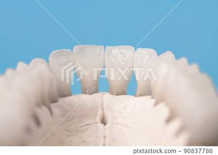 Upper human jaw with teeth anatomy model isolated on blue background. Healthy teeth, dental care and orthodontic medical concept.  90837786