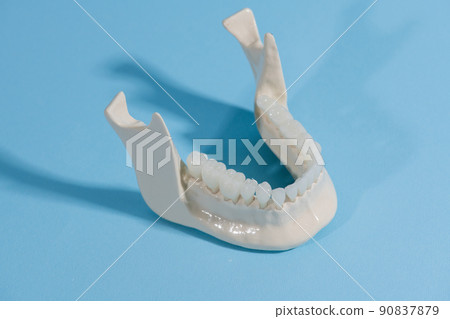 Lower human jaw with teeth anatomy model isolated on blue background. Healthy teeth, dental care and orthodontic medical concept. Lower human jaw with teeth anatomy model isolated on blue background. Healthy teeth, dental care and orthodontic medical concept. 90837879