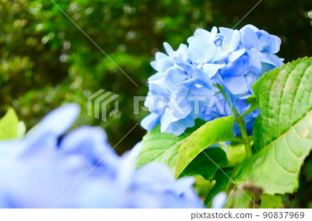 Hydrangea Hydrangea 90837969