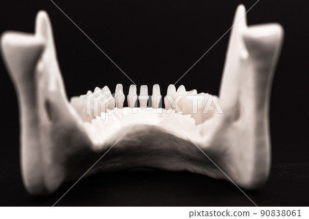 Lower human jaw with teeth anatomy model isolated on black background. Healthy teeth, dental care and orthodontic medical healthcare concept. 90838061