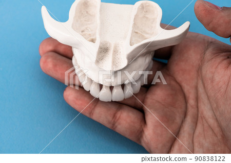Upper human jaw with teeth anatomy model isolated on blue background. Healthy teeth, dental care and orthodontic medical concept.  90838122