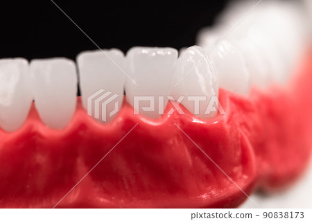 Lower human jaw with teeth and gums anatomy model isolated on blue background. Healthy teeth, dental care and orthodontic medical healthcare concept.  90838173