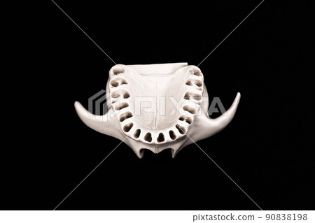 Upper human jaw without teeth model medical implant isolated on black background. Healthy teeth, dental care and orthodontic concept. 90838198