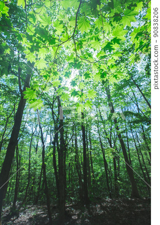 Fresh green fresh green (vertical) 90838206
