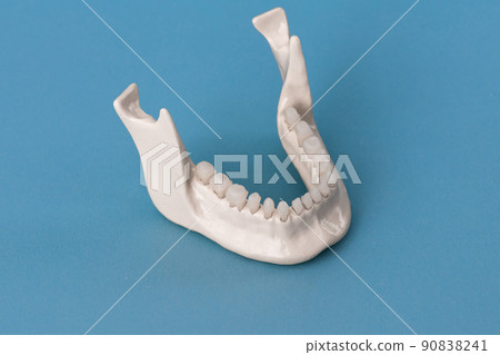 Lower human jaw with teeth anatomy model isolated on blue background. Healthy teeth, dental care and orthodontic medical concept. 90838241