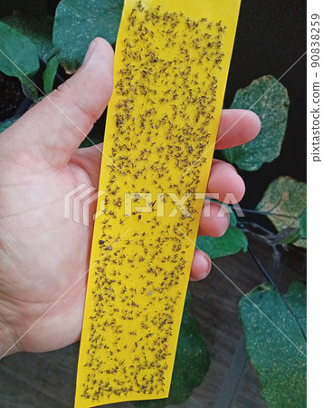 Impact yellow adhesive sheet, full of flies Impact yellow adhesive sheet, full of flies 90838259
