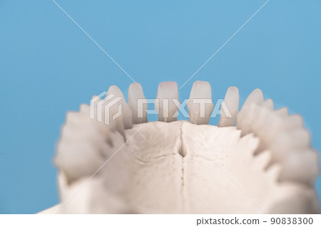 Upper human jaw with teeth anatomy model isolated on blue background. Healthy teeth, dental care and orthodontic medical concept.  90838300