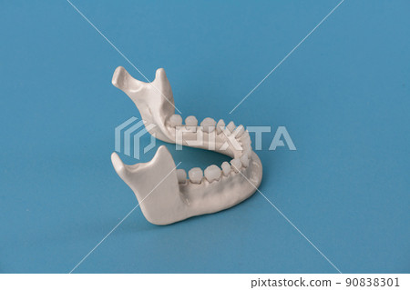 Lower human jaw with teeth anatomy model isolated on blue background. Healthy teeth, dental care and orthodontic medical concept. 90838301