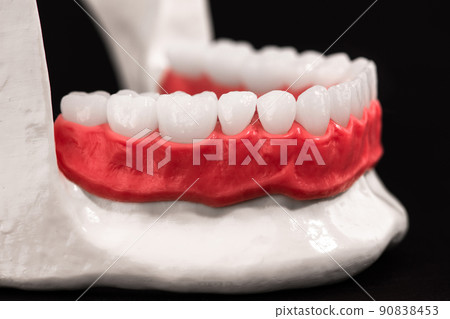 Lower human jaw with teeth and gums anatomy model isolated on blue background. Healthy teeth, dental care and orthodontic medical healthcare concept. Lower human jaw with teeth and gums anatomy model isolated on blue background. Healthy teeth, dental care and orthodontic medical healthcare concept. 90838453