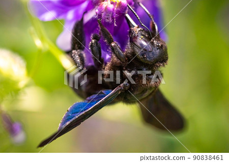 Violet Carpenter bee Xylocopa violacea pollinates a purple flower on a field. 90838461