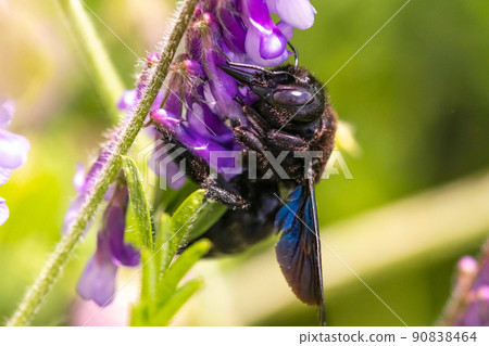 Violet Carpenter bee Xylocopa violacea pollinates a purple flower on a field. 90838464