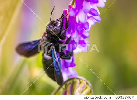Violet Carpenter bee Xylocopa violacea pollinates a purple flower on a field. 90838467