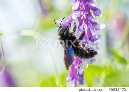 Violet Carpenter bee Xylocopa violacea pollinates a purple flower common vetch or tares flower. 90838470