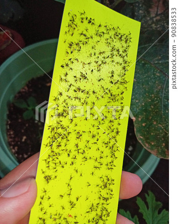 Exterminate with eggplant. Fluorescent adhesive sheet for flies and thrips. Exterminate with eggplant. Fluorescent adhesive sheet for flies and thrips. 90838533