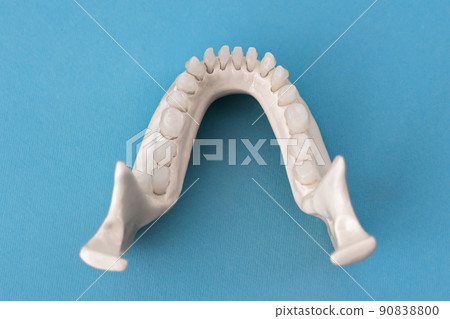 Lower human jaw with teeth anatomy model isolated on blue background. Healthy teeth, dental care and orthodontic medical concept. 90838800