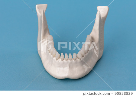 Lower human jaw with teeth anatomy model isolated on blue background. Healthy teeth, dental care and orthodontic medical concept. 90838829