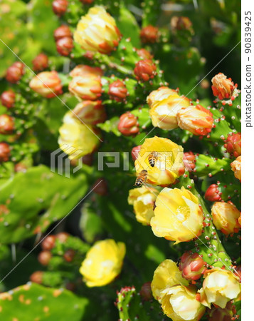 Prickly pear cactus buds, yellow flowers and two bees 90839425