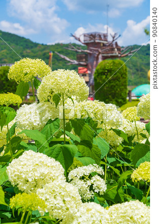 Citizen's four seasons forest, hydrangea in full bloom <Komaki City, Aichi Prefecture> 90840140