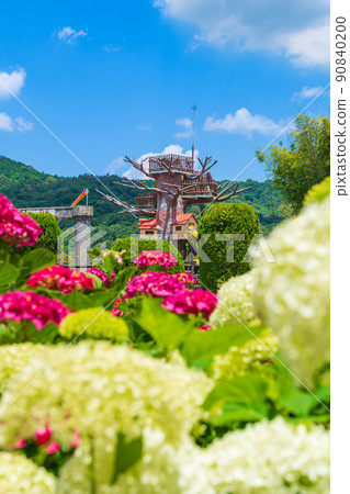 Citizen's four seasons forest, hydrangea in full bloom <Komaki City, Aichi Prefecture> Citizen's four seasons forest, hydrangea in full bloom <Komaki City, Aichi Prefecture> 90840200