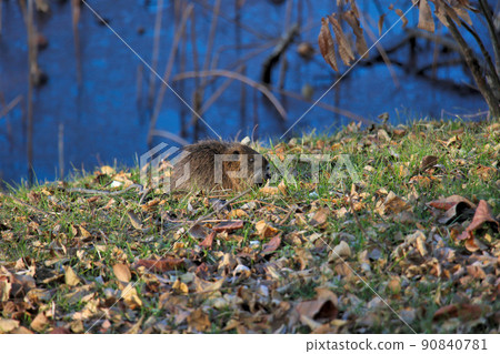 Are you kept in Hattori Ryokuchi Park, Toyonaka City? Nutria Are you kept in Hattori Ryokuchi Park, Toyonaka City? Nutria 90840781