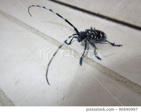 Gomadarakamikiri Gomadarakamikiri 90840997