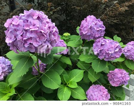 Lily purple hydrangea Lily purple hydrangea 90841163