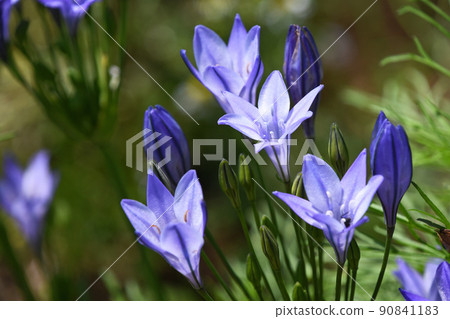 Tritereia (Brodia) 90841183