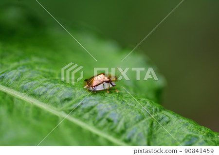 Aspidomorpha indica (Saitama Prefecture / June) Aspidomorpha indica (Saitama Prefecture / June) 90841459