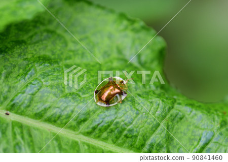 Aspidomorpha indica (Saitama Prefecture / June) 90841460
