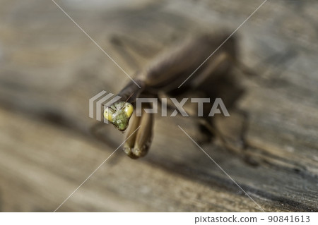 Insect close up in the garden 90841613