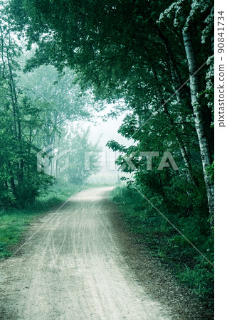 Walkway Lane Path With Green Trees in a foggy Forest. Beautiful Alley In Park. Pathway Way Through 90841734