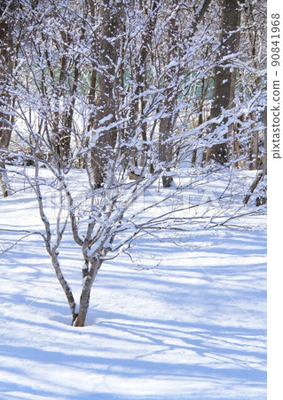 Hokkaido's thickets and snow near spring 90841968