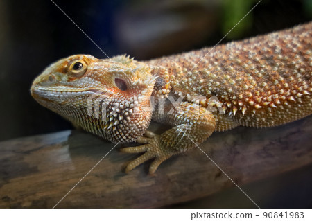 Close up head Horned Lizard at thailand Close up head Horned Lizard at thailand 90841983