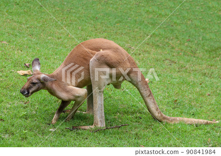 The kangaroo is stay and eat grass in garden The kangaroo is stay and eat grass in garden 90841984