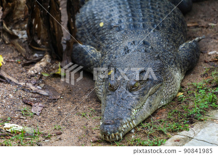 Close up crocodile is sleep and rest in garden Close up crocodile is sleep and rest in garden 90841985
