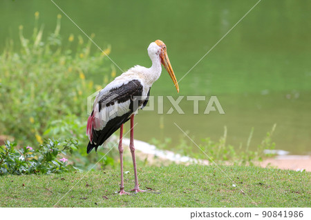 The Painted Stork bird (Mycteria leucocephala) in garden The Painted Stork bird (Mycteria leucocephala) in garden 90841986