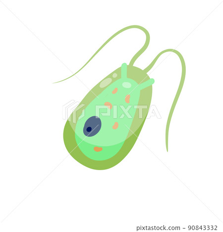 Chlamydomonas plankton. Small unicellular green animal with antennae and flagella. 90843332