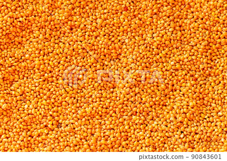 Millet or sorghum seed background, food for birds Millet or sorghum seed background, food for birds 90843601