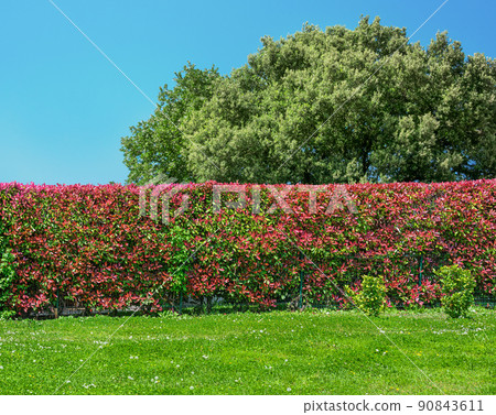 green garden hedge in backyard or garden green garden hedge in backyard or garden 90843611