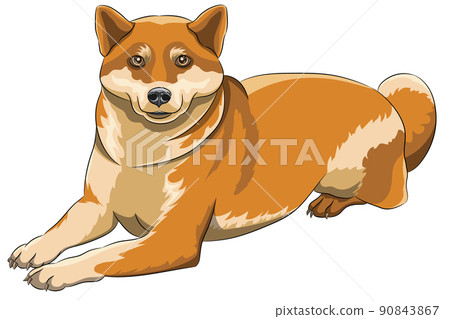 Lying dog breed Akita inu isolated on white background. Lying dog breed Akita inu isolated on white background. 90843867