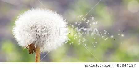Seeds are flying from a fluffy dandelion on a green background. Environmental background banner. 90844137