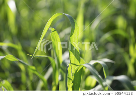 Green grass close-up planon illuminated by the sun. Ecological background. Green grass close-up planon illuminated by the sun. Ecological background. 90844138
