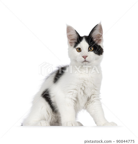 Maine Coon cat kitten on white background 90844775