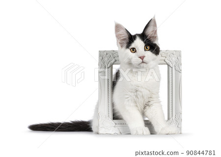Maine Coon cat kitten on white background 90844781