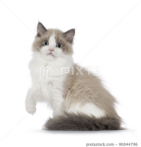 Mink Ragdoll cat on white 90844796