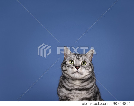 British Shiorthair cat on blue background British Shiorthair cat on blue background 90844805