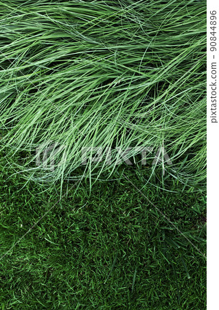 Grass everywhere in the garden Grass everywhere in the garden 90844896
