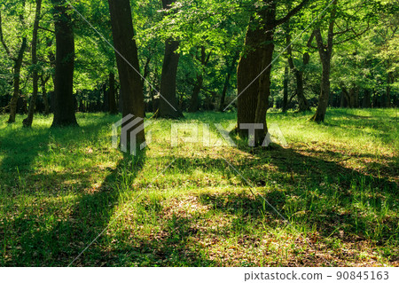 landscape in an oak forest on a sunny day 90845163
