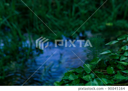 blurred landscape of a shady forest lake or swamp, focus on ivy leaves in the foreground blurred landscape of a shady forest lake or swamp, focus on ivy leaves in the foreground 90845164
