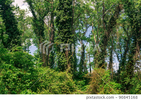 thicket of liana-covered trees in a subtropical broadleaf forest thicket of liana-covered trees in a subtropical broadleaf forest 90845168